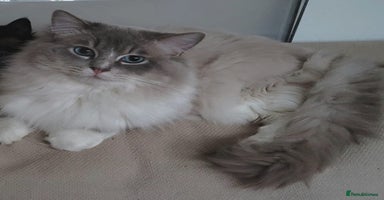 Ragdoll cats - Advert 16
