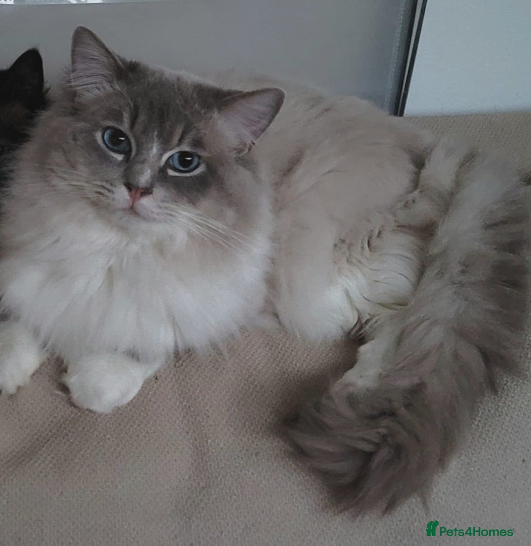 Ragdoll cats for sale: Ragdoll kittens Linx & Colourpoint - Image 2