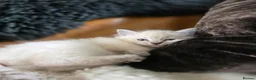 Ragdoll cats for sale: Beautiful Ragdol Kittens  - Advert 16