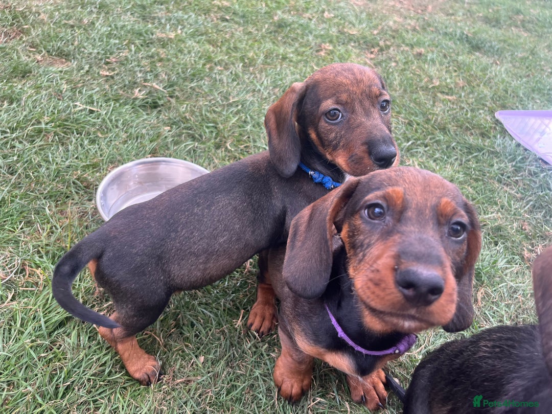 Dachshund dogs for sale: LAST 2 wirehaired dachshunds (teckels) - Image 13