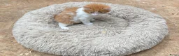 Mixed Breed cats for sale: Beautiful Kittens - Advert 5
