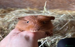 Guinea Pig rodents for sale: Lovely friendly Guineapigs  in Thetford - Image 9