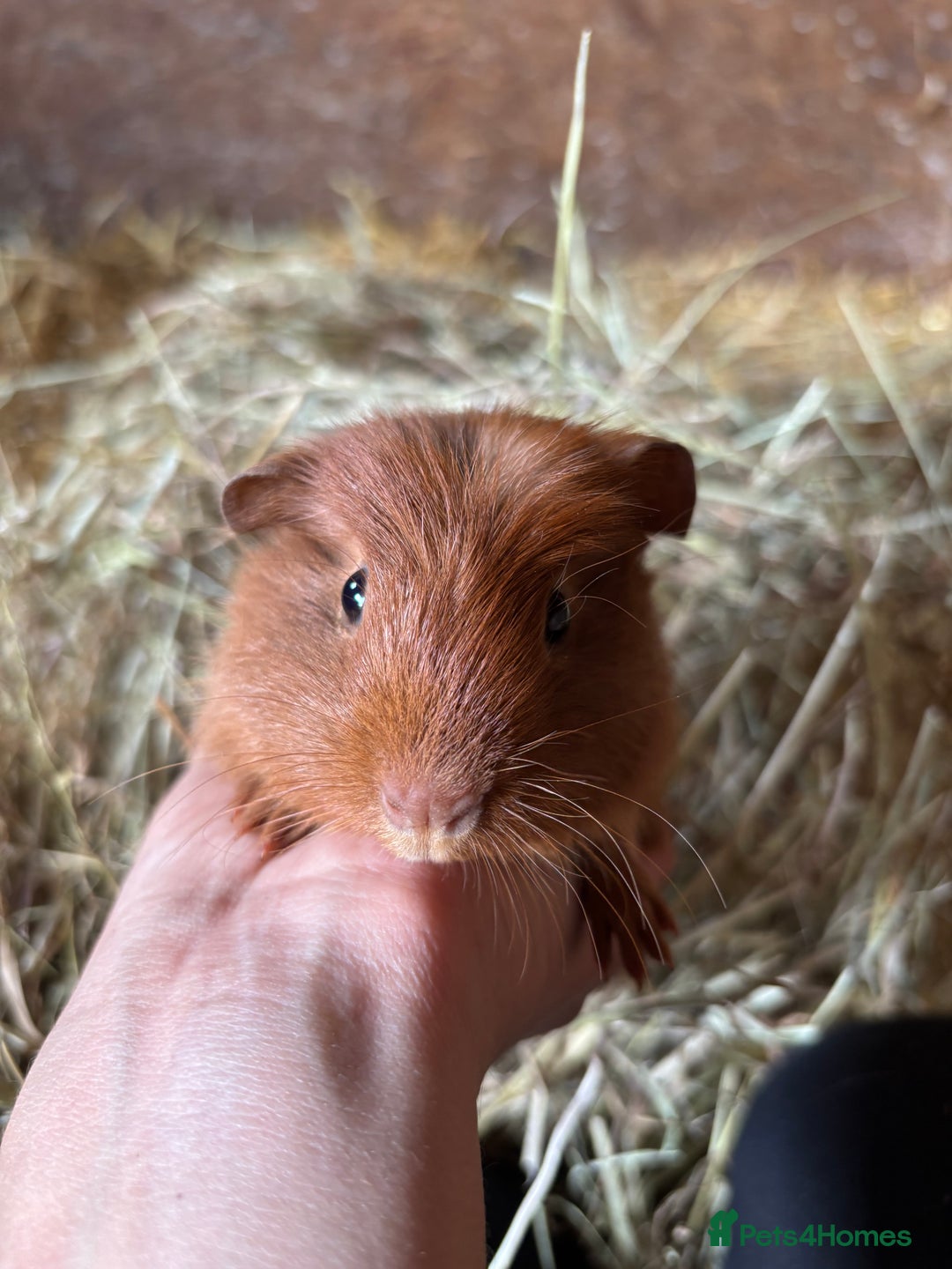 Guinea Pig rodents for sale: Lovely friendly Guineapigs  in Thetford - Image 9