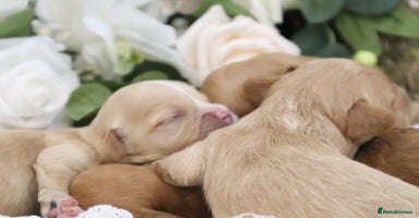 Cavapoo dogs - Advert 7