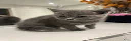 British Shorthair cats for sale: Beautiful Grey Male British Shorthair Kitten 🩶 - Advert 19