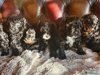 Cavapoo dogs Gorgeous F1b Cavapoo puppys Health tested parents - Advert 4