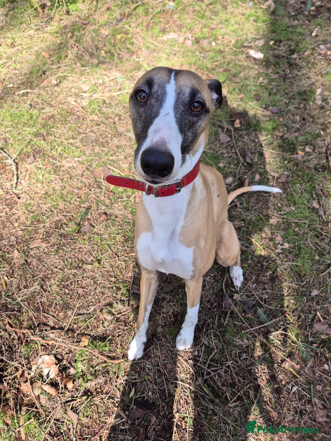 Whippet dogs for sale: Gorgeous whippet needs new home - Advert 2