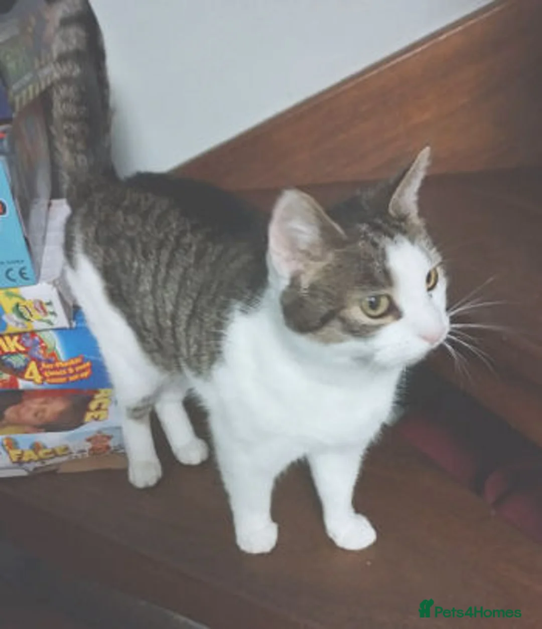 Mixed Breed cats for adoption: DAISY - Advert 1