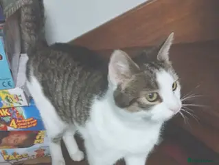 Mixed Breed cats DAISY - Advert 1