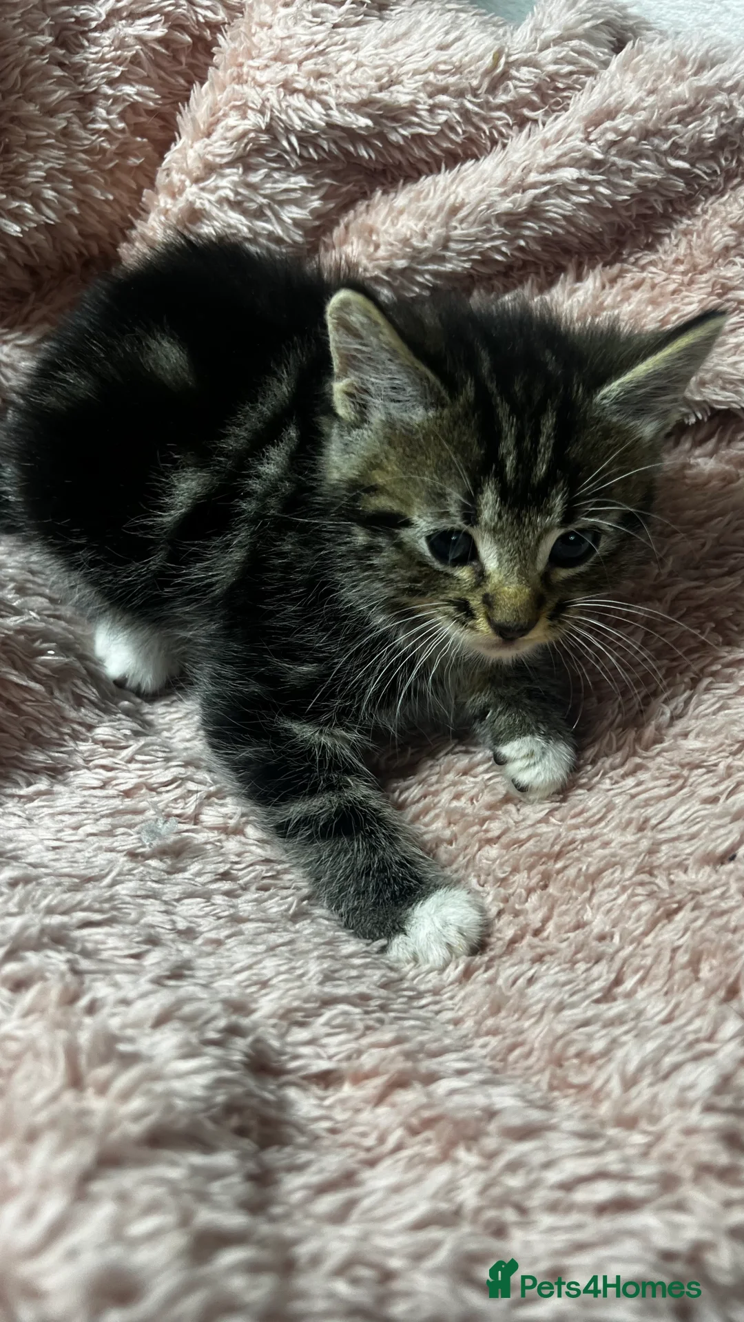 Domestic Shorthair cats for sale: Tuxedo Boy Ready To go Now❤️ - Advert 9