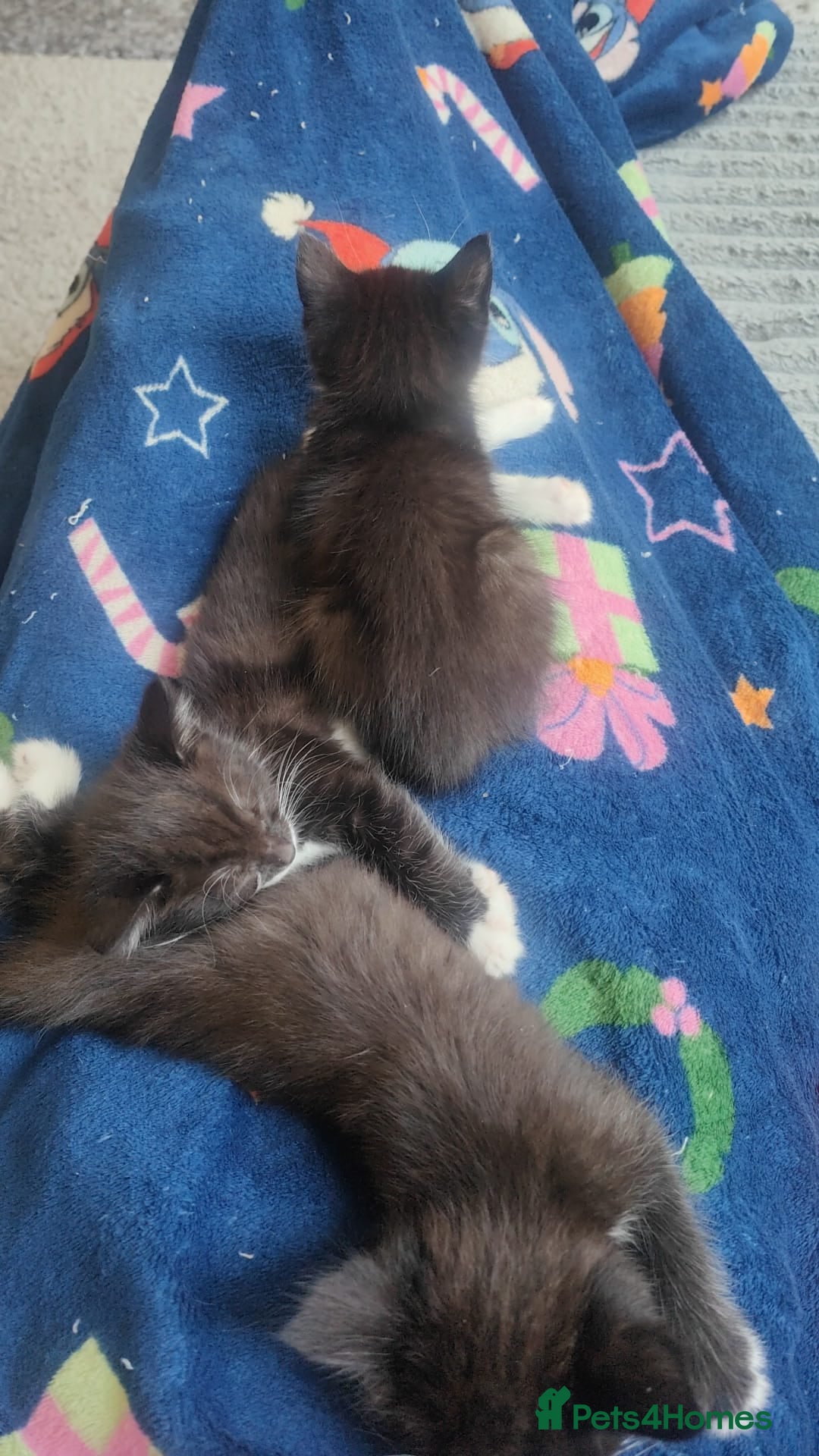 Mixed Breed cats for sale: Stunning,  fluffy black & white kittens - Image 8