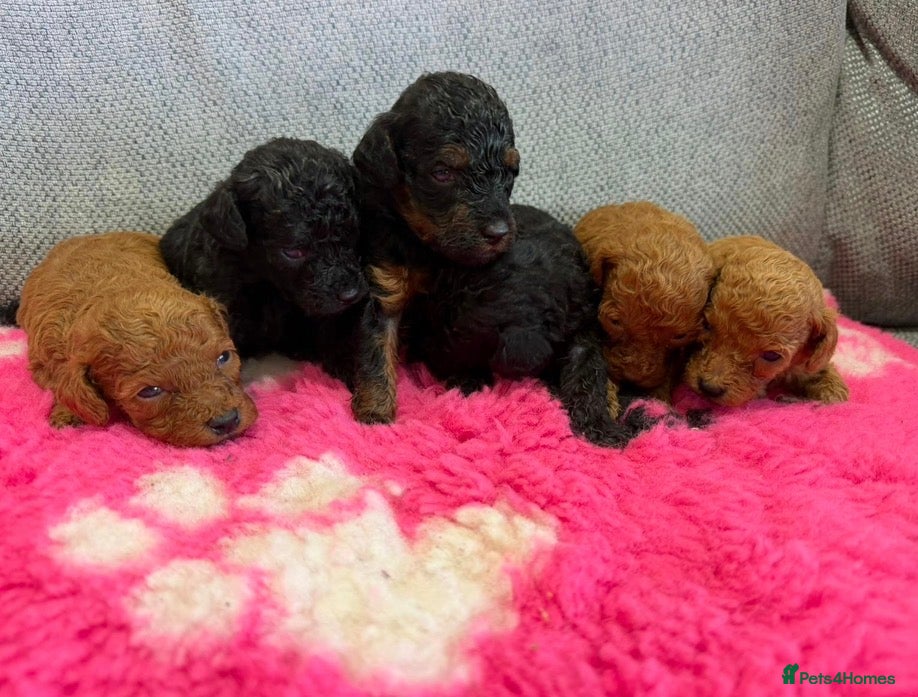 Toy Poodle dogs Tiny beautiful Toy Poodles 🐾 - Advert 18