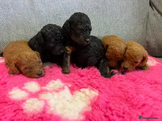 Toy Poodle dogs Tiny beautiful Toy Poodles 🐾 - Advert 18