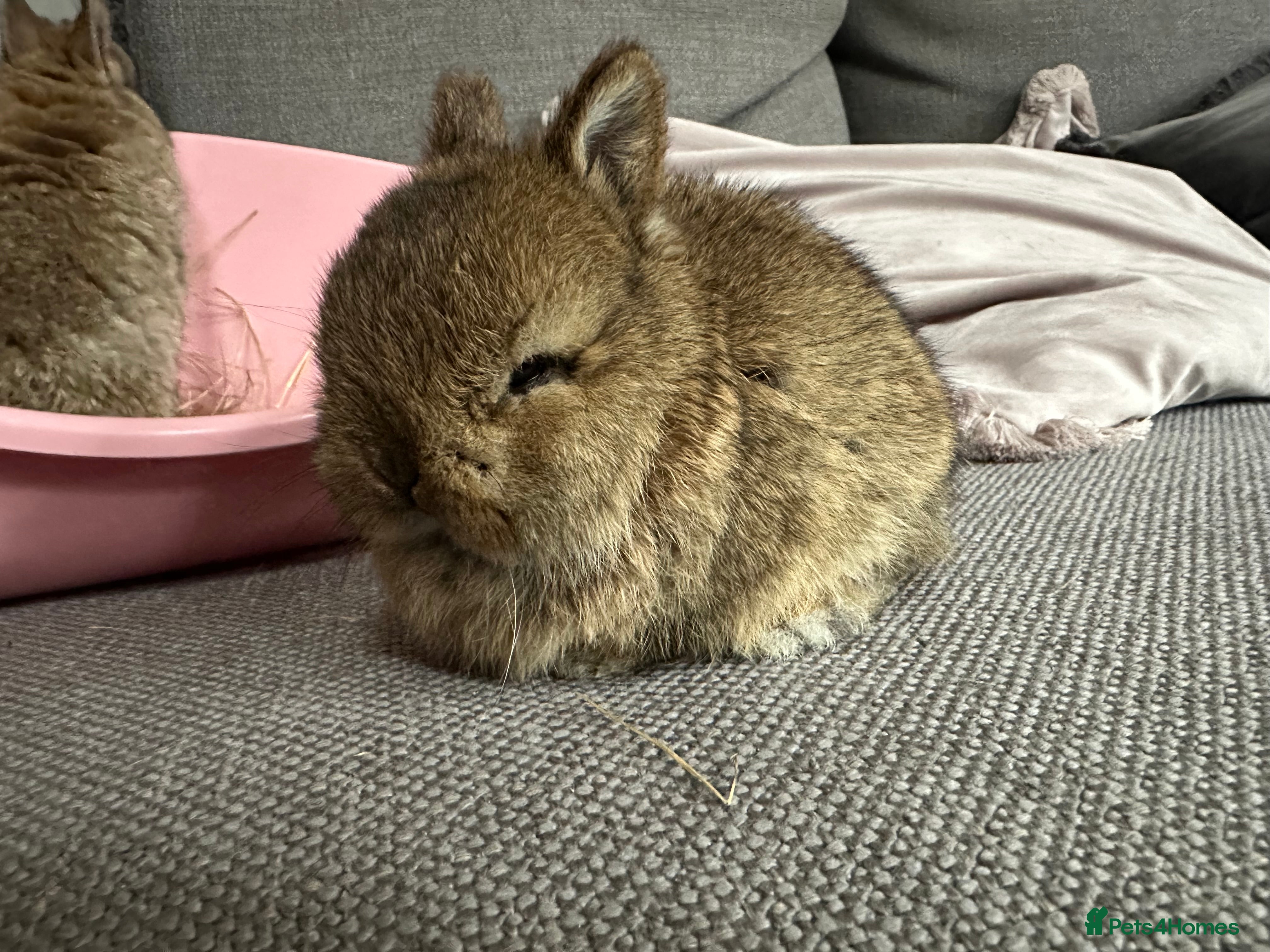 Netherland Dwarf rabbits Netherlands Dwarf bunnies (award winning parents) - Advert 2