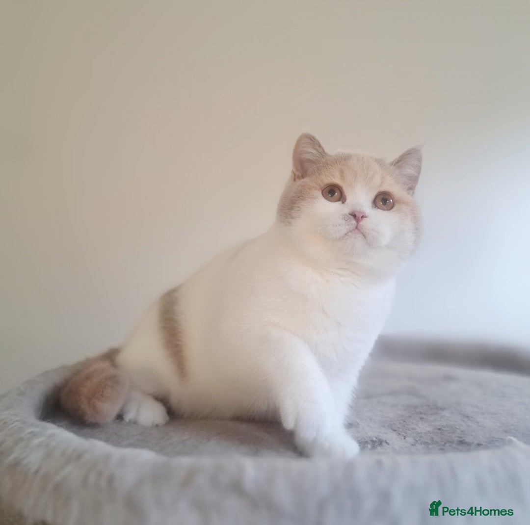 British Shorthair cats for sale: British Shorthair Fawn Tortie & White Female - Advert 22