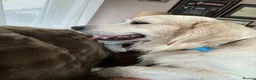Golden Retriever dogs for sale: Pure Breed Golden Retriever - Advert 19