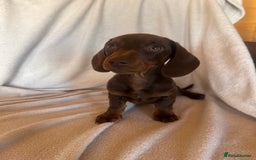 Miniature Dachshund dogs for sale:  Miniature dachshund *1 left  - Image 8