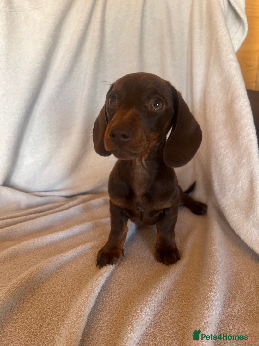 Miniature Dachshund dogs for sale:  Miniature dachshund *1 left  - Image 8
