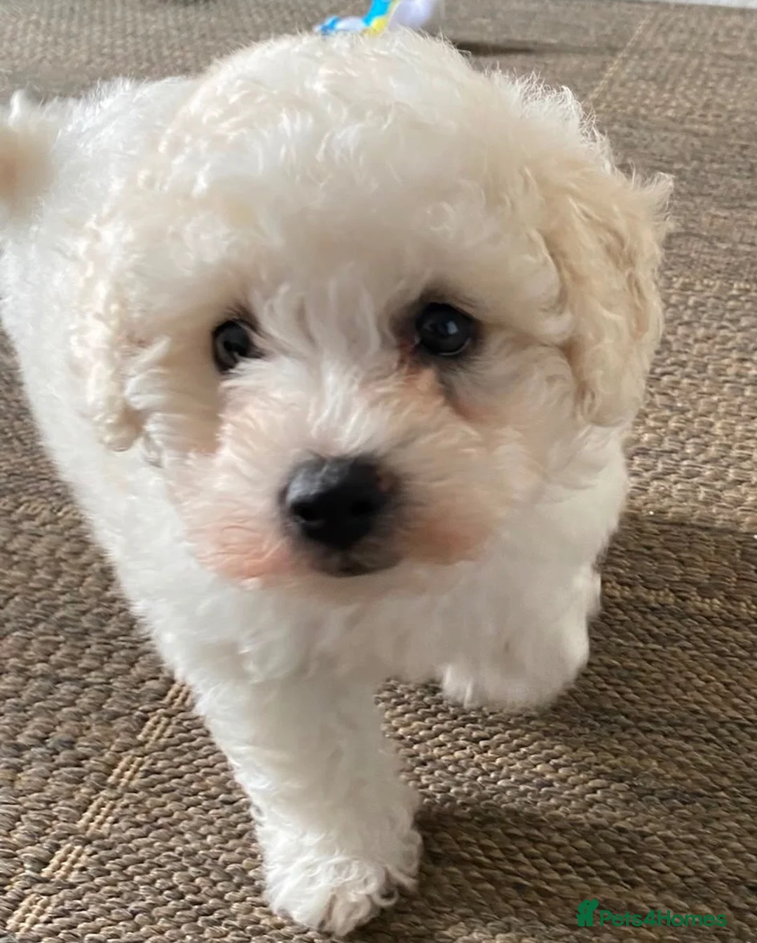 Poochon dogs for sale: Cavapoochon  - Advert 2