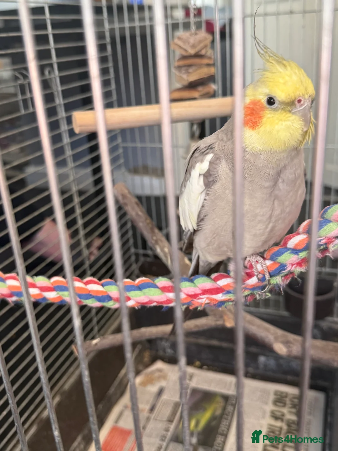 Cockatiels birds for sale: Bird lovely and can negotiate price need gone asap - Advert 10