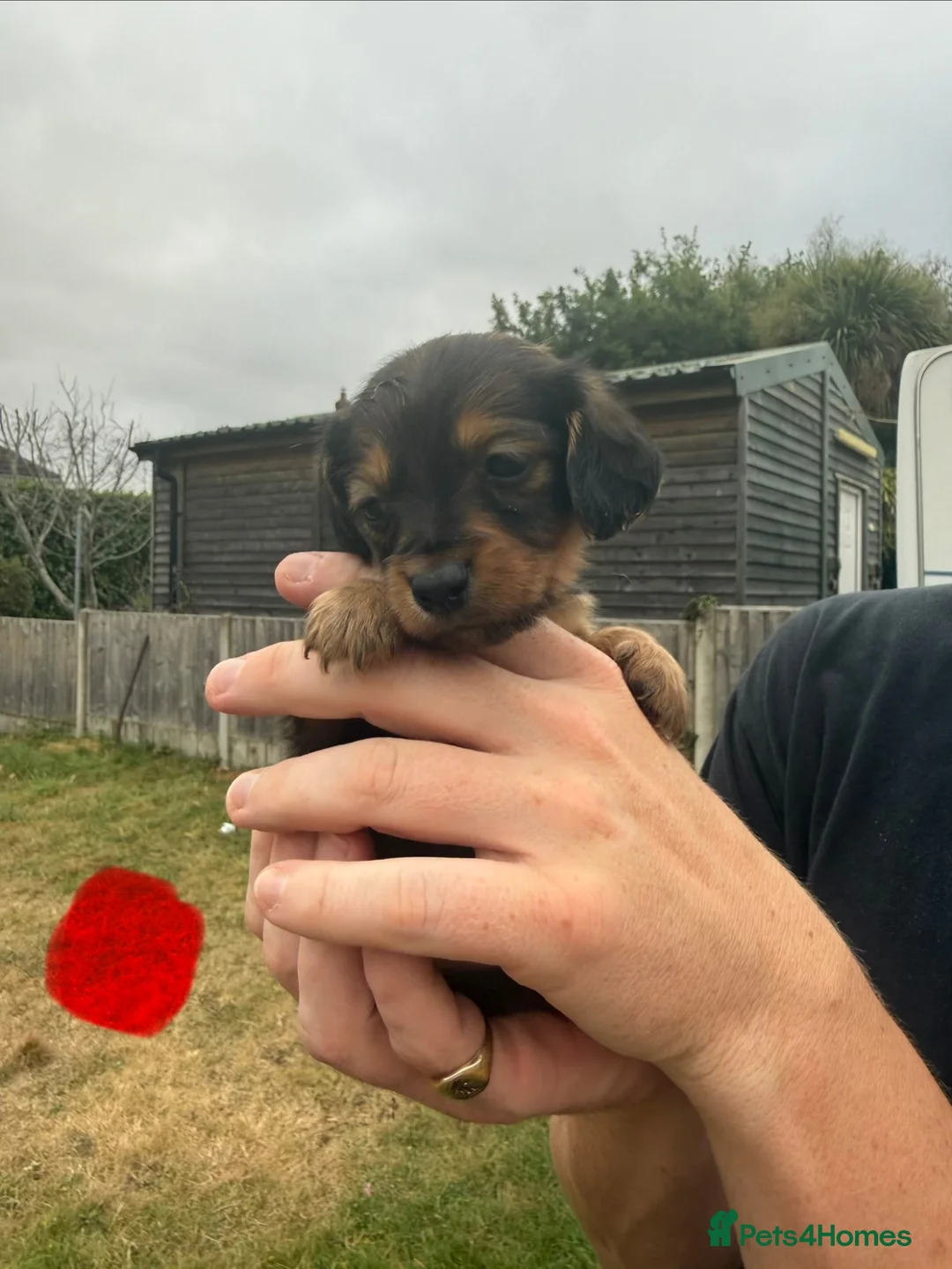 Mixed Breed dogs for sale: Miniature dachshund cross - Advert 14