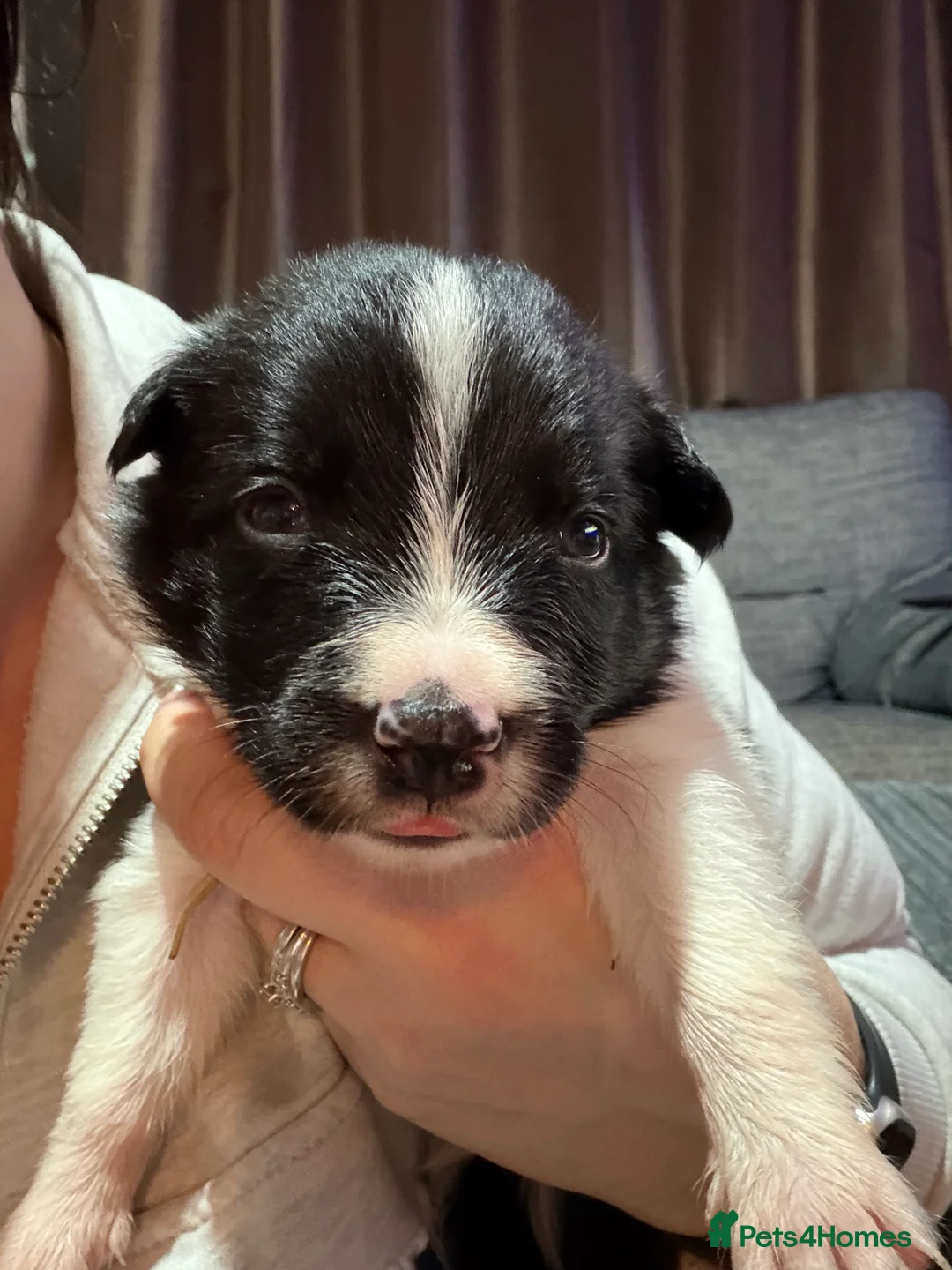 Border Collie dogs for sale: ONLY ONE BOY REMAINING (READY TO GO TUE) - Advert 31