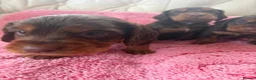 Cocker Spaniel dogs for sale: Beautiful working cockers  - Advert 12