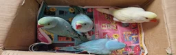 Parrots birds for sale: Indian ringnecks for sale  - Advert 8