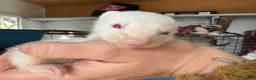 Ferret rodents for sale: X2 Jill ferrets  - Advert 2