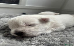 West Highland Terrier dogs for sale: Beautiful litter of west highland terriers  - Image 4