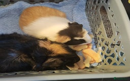 Guinea Pig rodents for sale: Female Guinea Pair  - Image 5