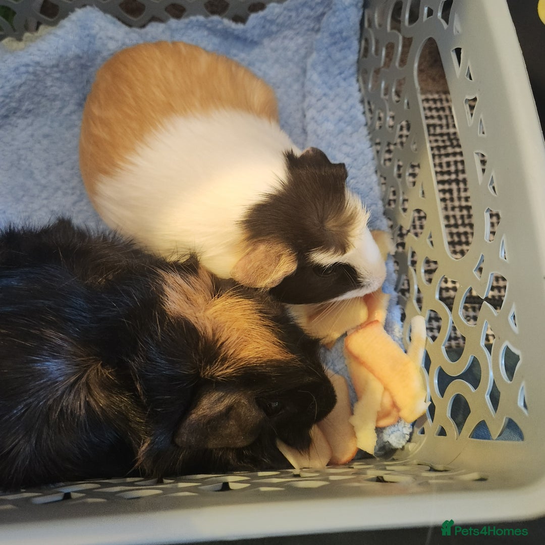 Guinea Pig rodents for sale: Female Guinea Pair  - Image 5