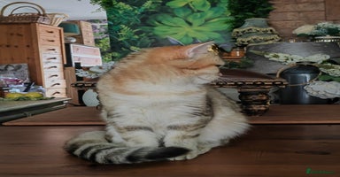 British Shorthair cats - Advert 2