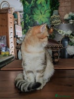 British Shorthair cats - Advert 2
