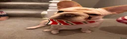 French Bulldog dogs for sale: Beautiful Bailey Needs A New Home - Advert 2
