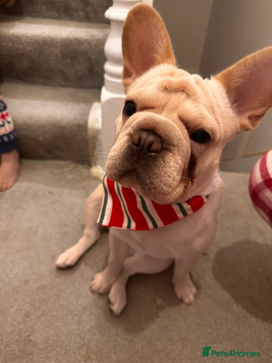 French Bulldog dogs for sale: Beautiful Bailey Needs A New Home - Advert 2