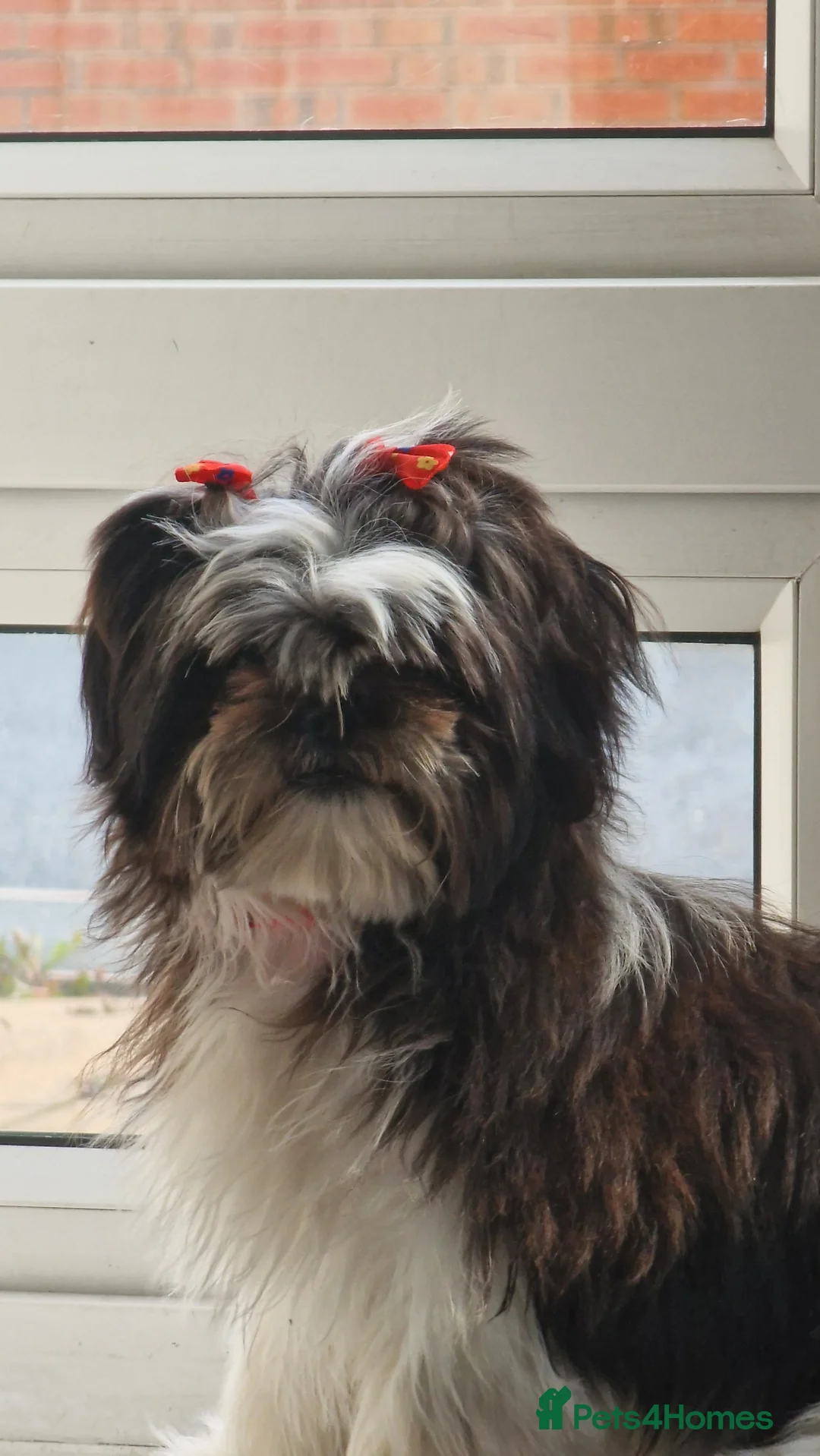 Shih Tzu dogs for sale: Female Shih tzu - Advert 2