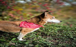 Mixed Breed dogs for adoption: 💖🐶 EVA 🐶💖 - Image 15