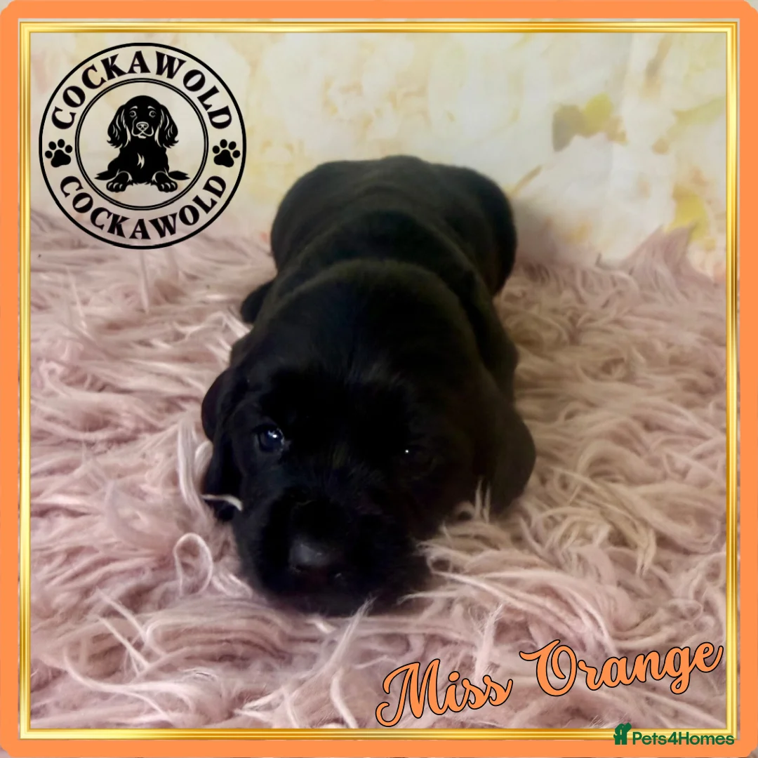 Cocker Spaniel dogs for sale: 🖤 Quality Black RKC Cockers 🖤 Ready Mid March 🖤 - Advert 14