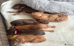 Cocker Spaniel dogs for sale: Cocker spaniel puppies  - Image 17