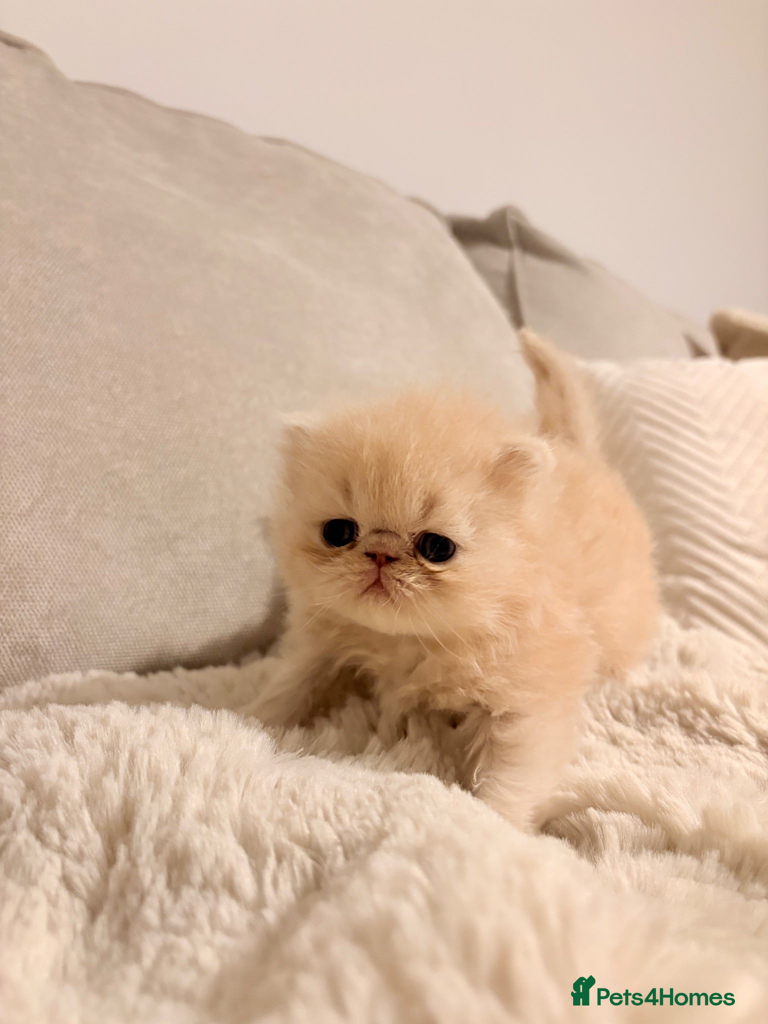 Persian cats STUNNING PERSIAN KITTENS🩷🩵 - Advert 5