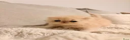 Persian cats for sale: STUNNING PERSIAN KITTENS🩷🩵 - Advert 1