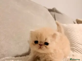 Persian cats STUNNING PERSIAN KITTENS🩷🩵 - Advert 5