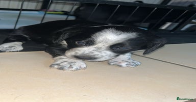 Mixed Breed dogs - Advert 14