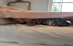 Domestic Shorthair cats for sale: OLDER kittens up for ADOPTION - Image 5