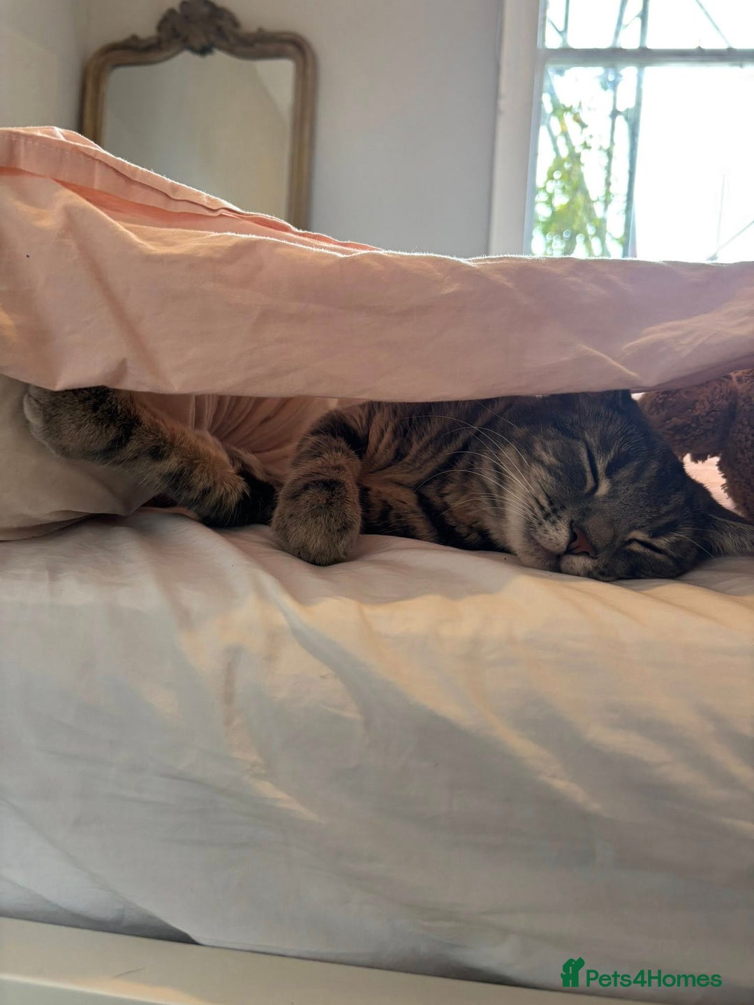 Domestic Shorthair cats for sale: OLDER kittens up for ADOPTION - Image 5