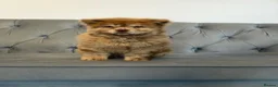 Chow Chow dogs for sale: Stunning exotic colour chowski puppies for sale  - Advert 15