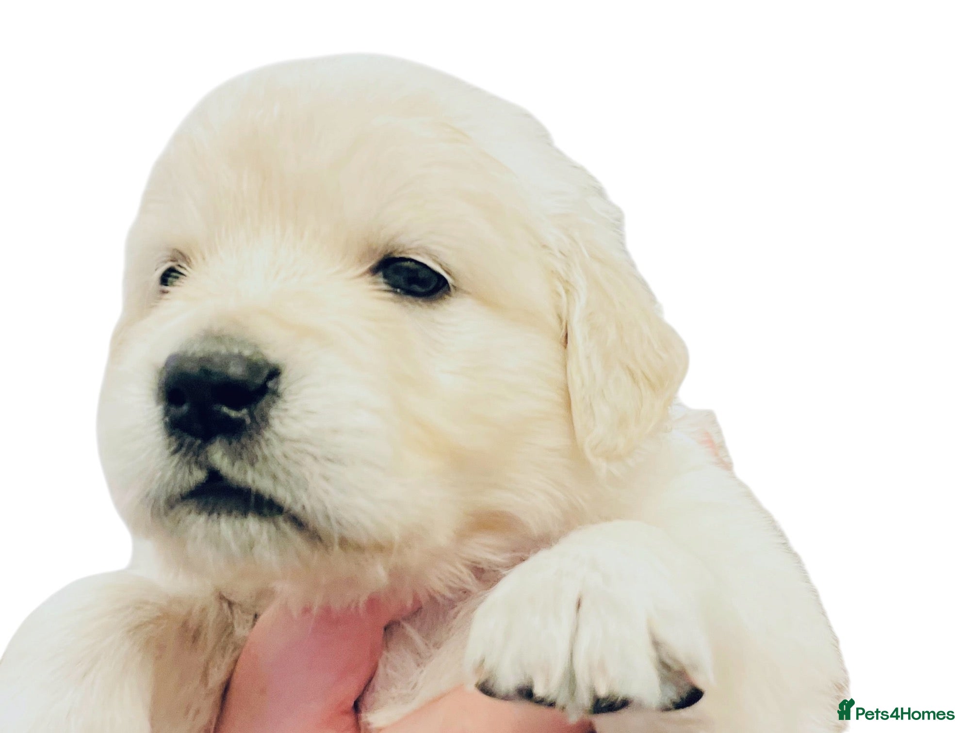 Golden Retriever dogs Old English Cream ~ Champion lines ~ DNA tested  - Advert 1