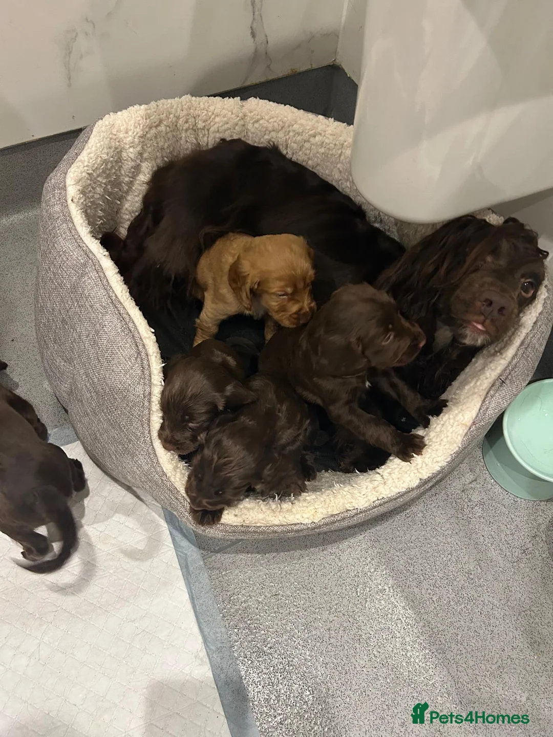 Cocker Spaniel dogs for sale: Working cocker spaniel puppies  - Advert 2