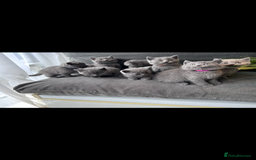 British Shorthair cats for sale: PURE PEDIGREE BSH KITTENS - Image 15
